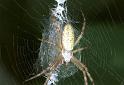 Argiope_bruennichi_F2139_Z_84_Les Gris_Frankrijk
